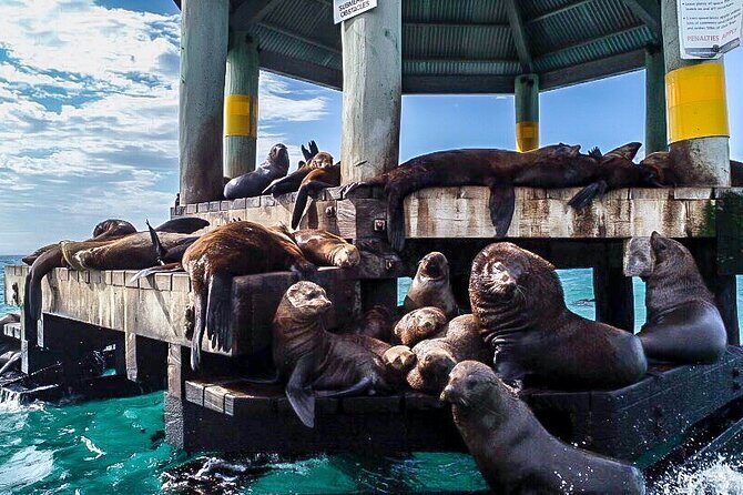 Cape Woolamai Sightseeing Cruise from San Remo - Review Insights: What Travelers Are Saying