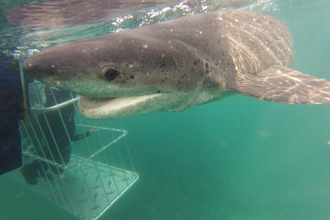 CapeTown: Shark Cage Diving Experience with Scuba - What to Expect from the Tour