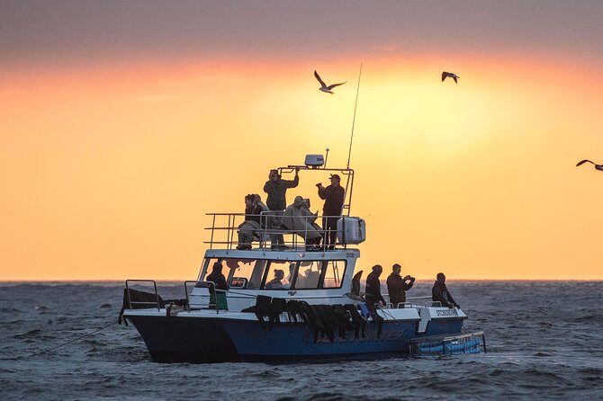 CapeTown: Shark Cage Diving Experience with Scuba - The Value of the Experience
