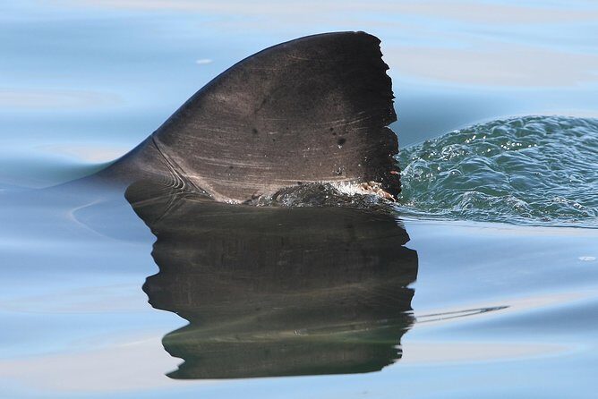 CapeTown: Shark Cage Diving Experience with Scuba - Practical Tips for Booking