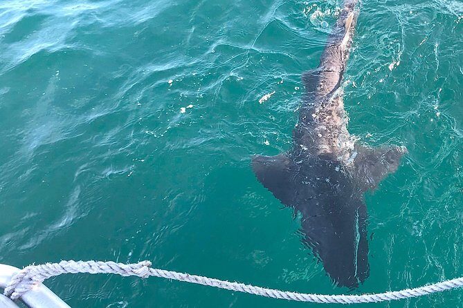 CapeTown: Shark Cage Diving Experience with Scuba - The Sum Up