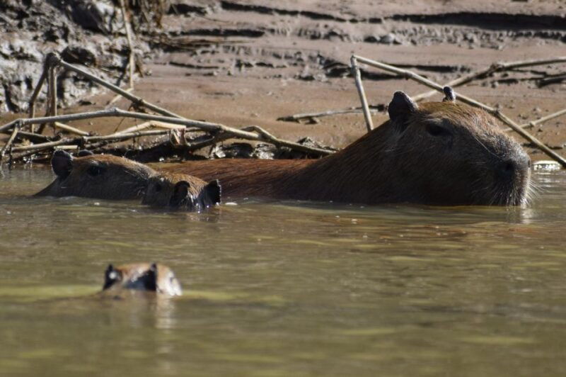 capibara-and-caiman-search-on-the-tambopata-river