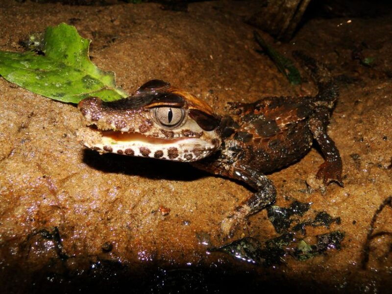 capibara-and-caiman-search-on-the-tambopata-river