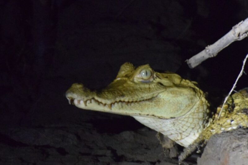 capibara-and-caiman-search-on-the-tambopata-river