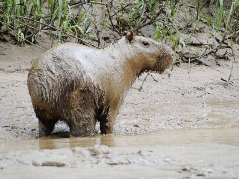 capibara-and-caiman-search-on-the-tambopata-river