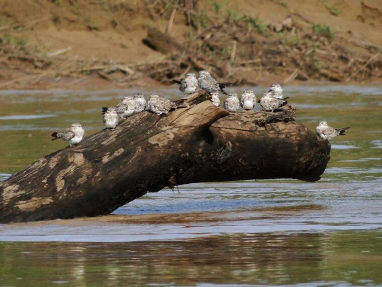 capibara-and-caiman-search-on-the-tambopata-river