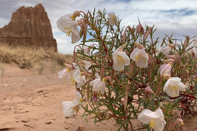 capitol-reef-half-day-temples-of-the-sun-and-moon