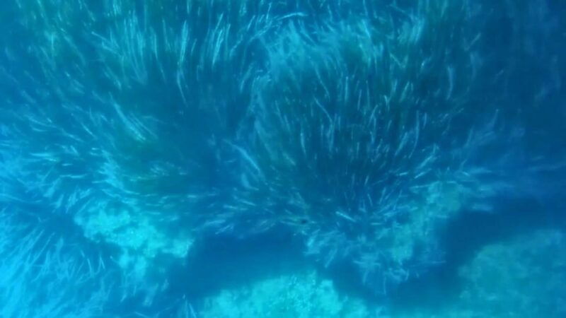 capo-rizzuto-explore-seabed-with-an-underwater-vision-boat