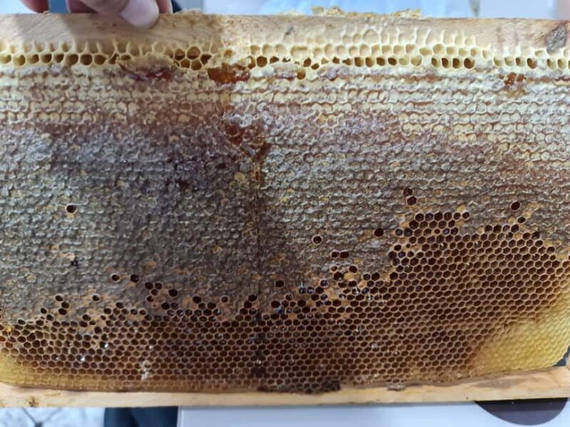 Cappadocia: Beekeeping Experience with Honey Tasting - Key Points