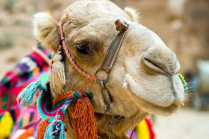 Cappadocia Camel Ride Experince Sunrise Sunset Daytime - Exploring the Details of the Tour  