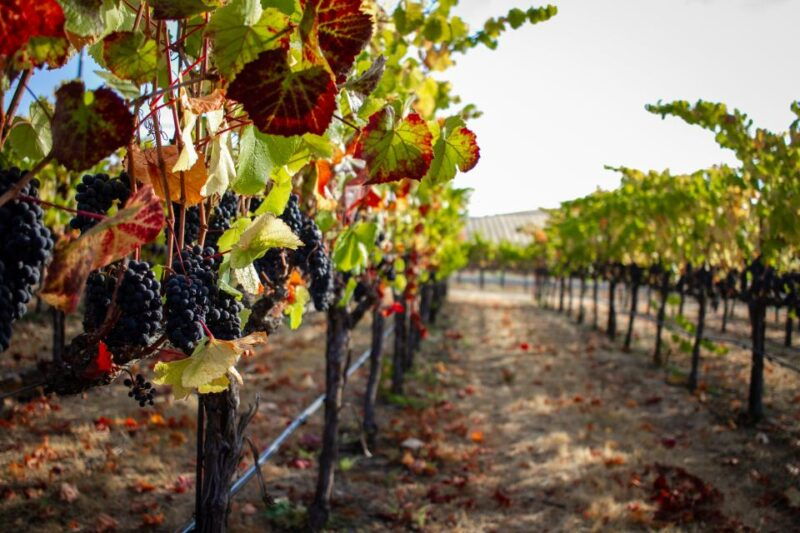 cappadocia-vineyards-private-tour-and-wine-tasting