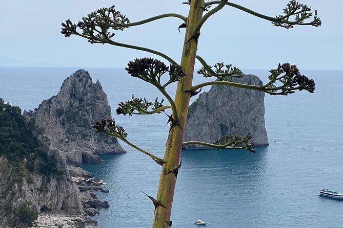 Capri Private Day Tour with Private Island Boat Tour from Rome - The Sum Up  