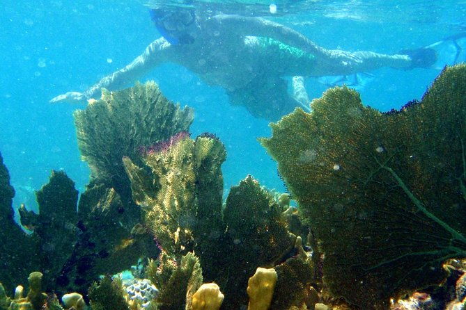 captain-alans-4hr-3-islands-snorkeling-turtles-beach-adventure