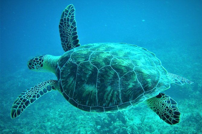 captain-alans-4hr-3-islands-snorkeling-turtles-beach-adventure