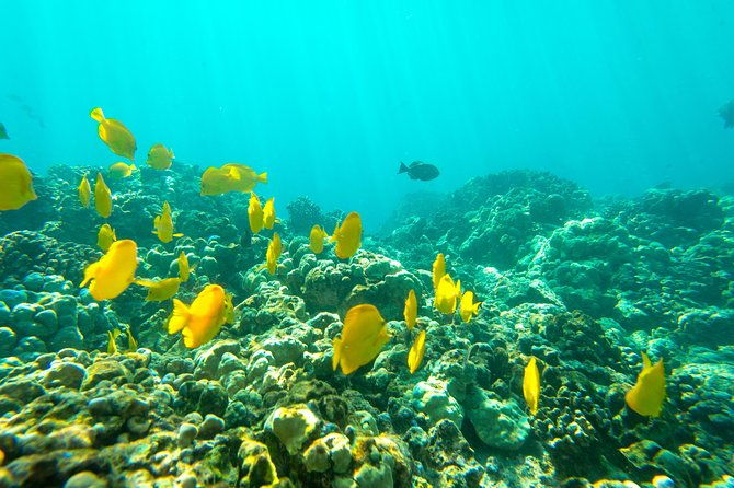 captain-cook-snorkel-on-a-power-catamaran-with-lunch
