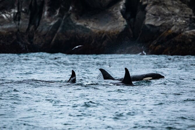 captains-choice-kenai-fjords-national-park-tour-from-seward