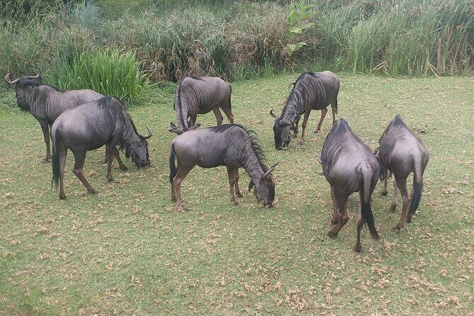 Captivating Safari Lion Park Experience (Half Day Guided Tour) - A Deep Dive into the Experience