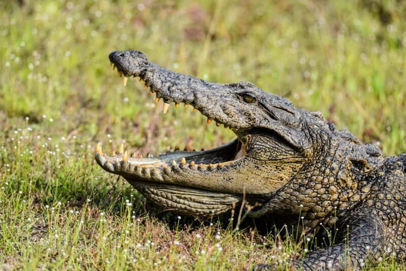 Capturing Wilpattu: A Wildlife Photography Expedition - Key Points