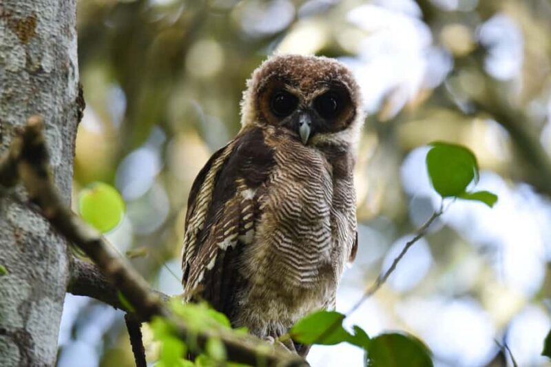 Capturing Wilpattu: A Wildlife Photography Expedition - Exploring Wilpattu: A Photographers’ Paradise