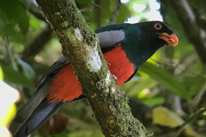 carara-national-park-birdwatching-group-guided-tour-experience