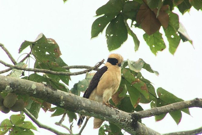 carara-national-park-birdwatching-group-guided-tour-experience