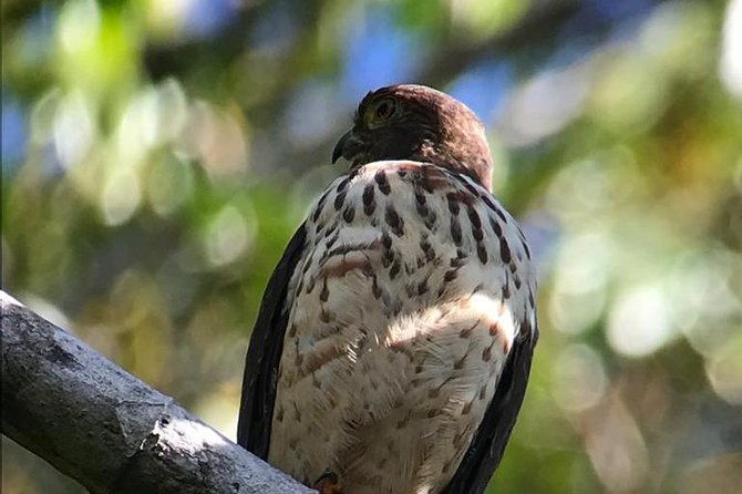 carara-national-park-birdwatching-group-guided-tour-experience