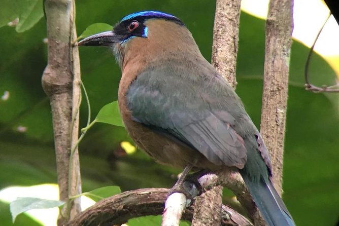 carara-national-park-birdwatching-group-guided-tour-experience