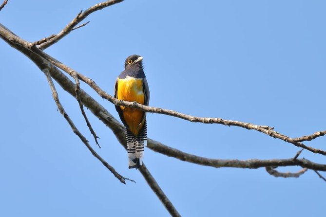 carara-national-park-birdwatching-group-guided-tour-experience