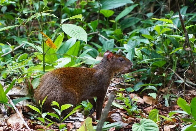 carara-national-park