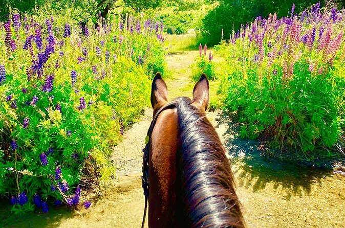 Cardrona High Country Pub Trail Horse Trek (Intermediate level+) - Value and Cost Analysis