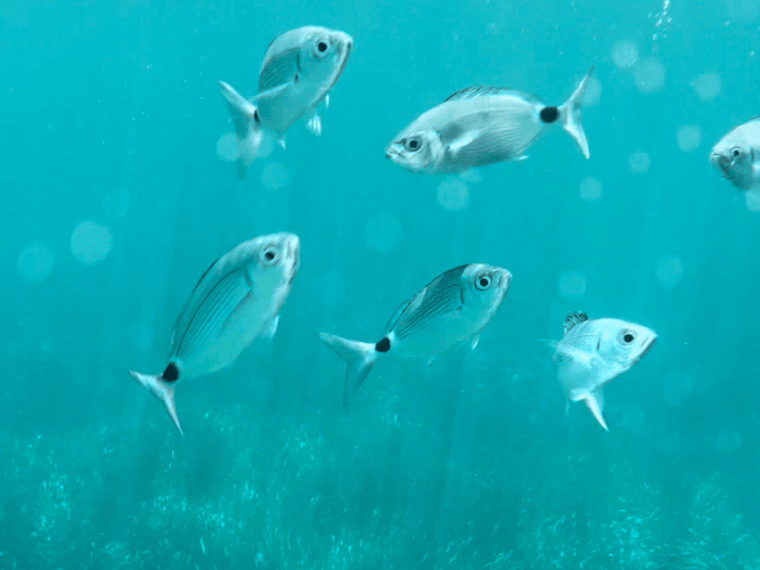 cargese-calanques-of-piana-capo-rosso-semi-rigid-boat-tour