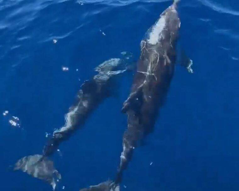 cargese-calanques-of-piana-on-a-family-boat