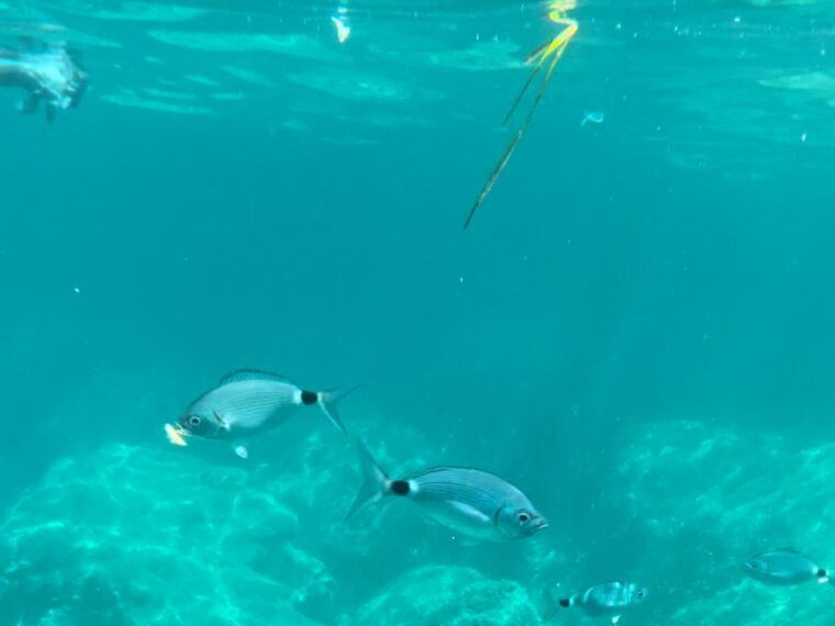 cargese-calanques-of-piana-on-a-family-boat