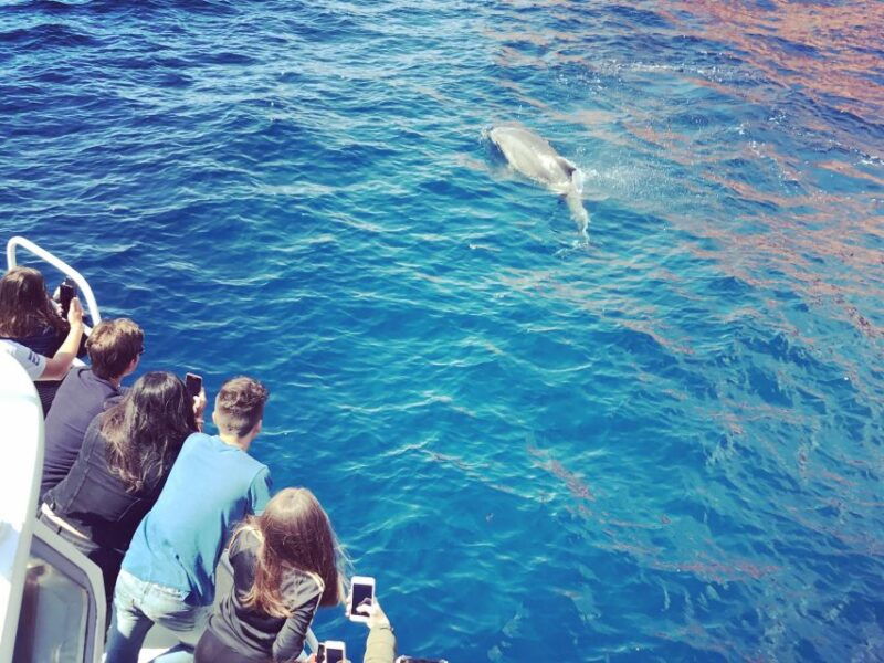 cargese-scandola-and-piana-boat-tour-with-stop-at-girolata