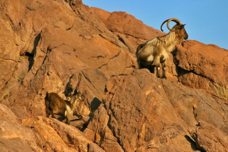 cargese-scandola-and-piana-boat-tour-with-stop-at-girolata