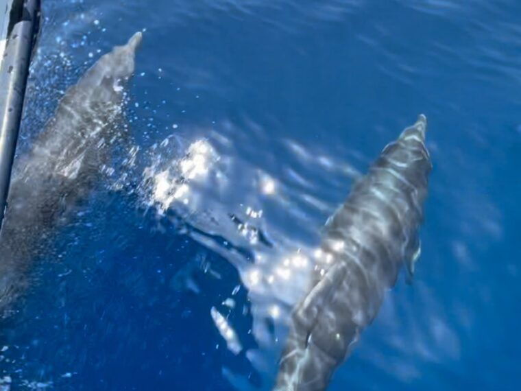 cargese-scandola-girolata-and-piana-afternoon-boat-tour