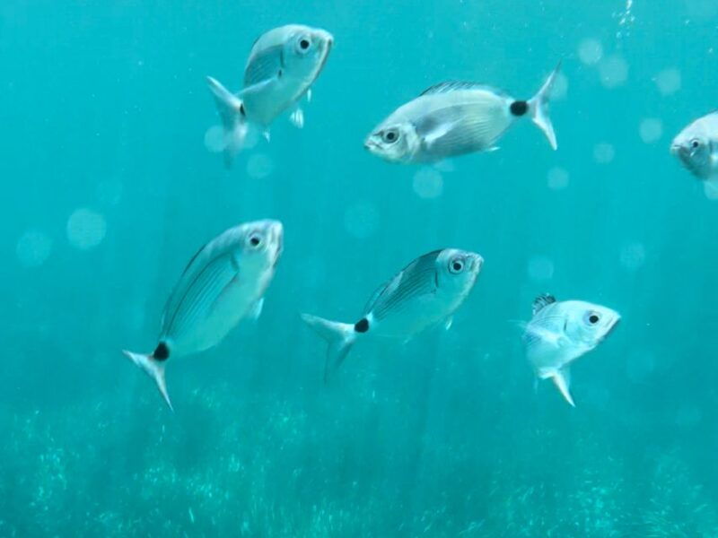 cargese-scandola-piana-stop-in-girolata-half-day-on-rib-boat