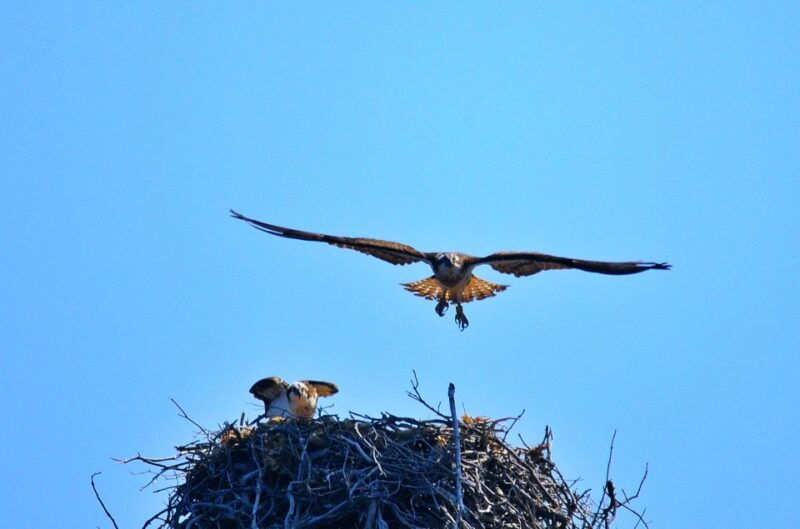 cargese-scandola-piana-stop-in-girolata-half-day-on-rib-boat