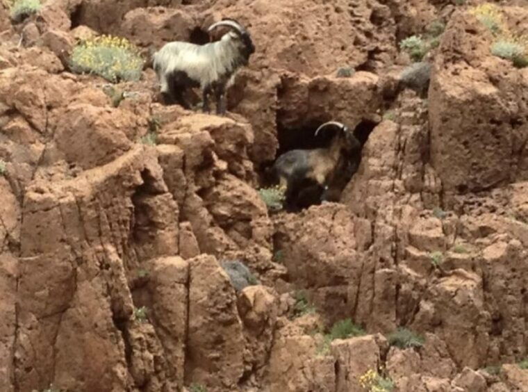 cargese-the-calanques-of-piana
