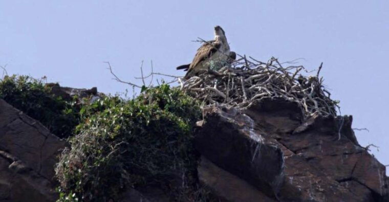cargese-the-calanques-of-piana