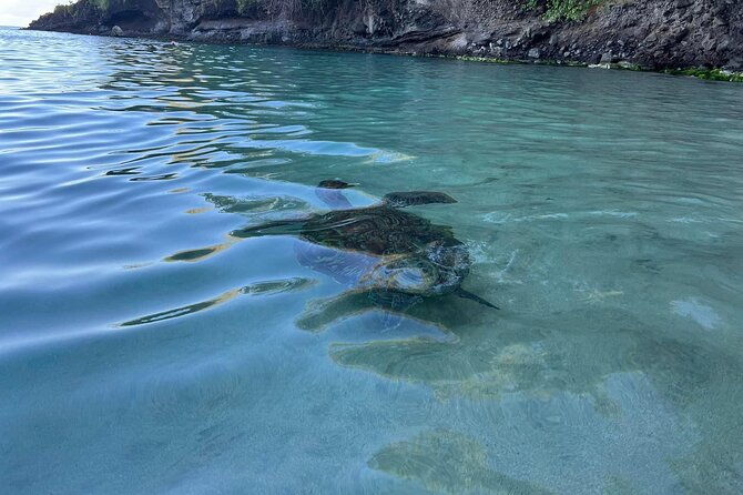 caribbean-dolphins-swimming-with-sea-turtles