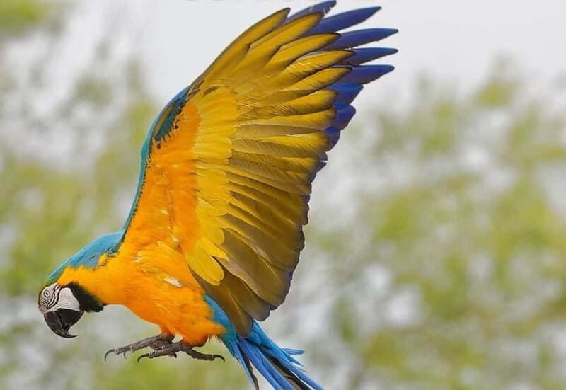 Carini: admission ticket to the Biopark of Sicily - Key Points