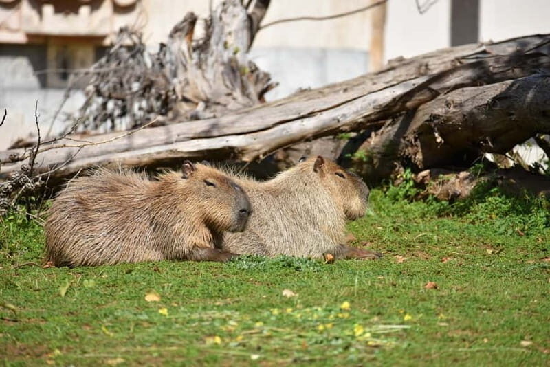 Carini: admission ticket to the Biopark of Sicily - The Visitor Experience: Authentic Insights