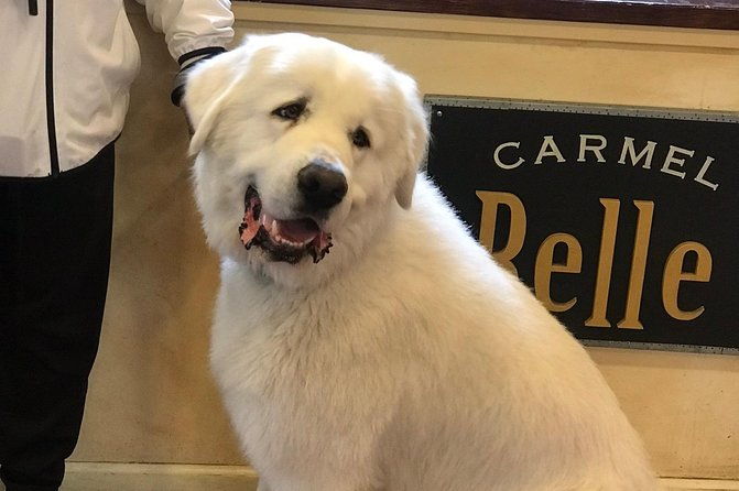 carmel-monterey-hwy-1-tour