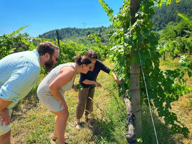 Carmignano: Wine Tour with a Wine Educator - Exploring the Itinerary in Detail