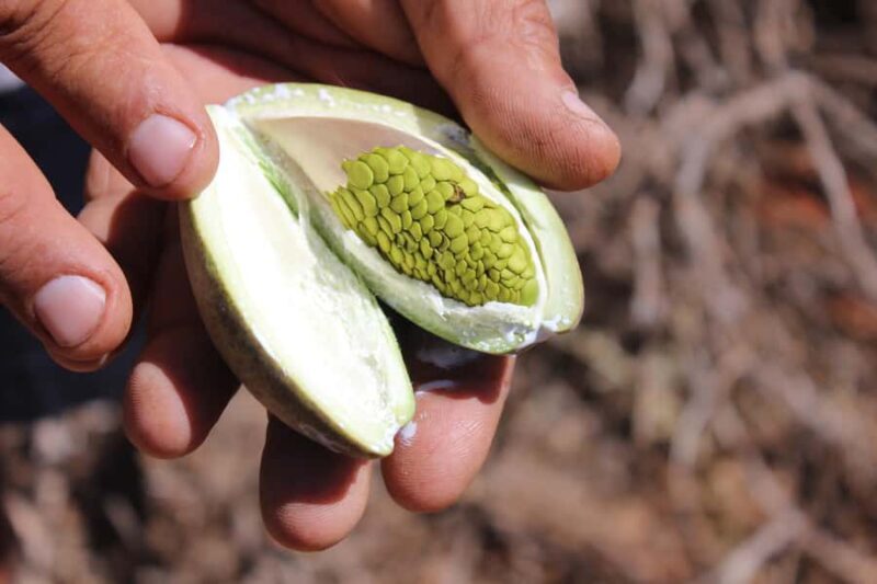 Carnarvon: Indigenous Guided Sunset Walk - Key Points