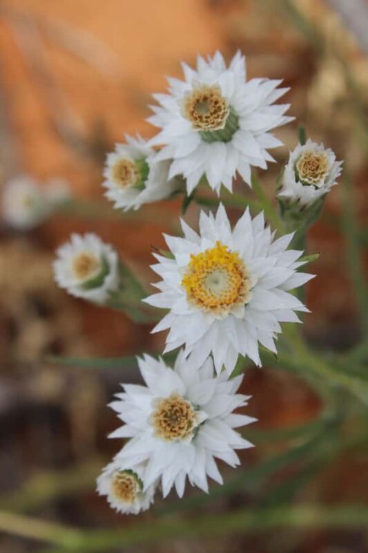Carnarvon: Indigenous Guided Sunset Walk - Final Thoughts