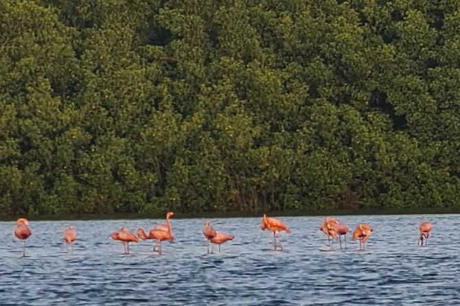 caroni-bird-sanctuary-tour