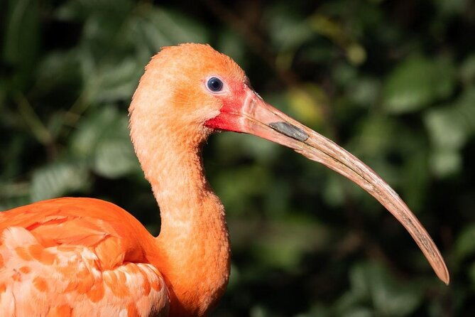 caroni-swamp-wildlife-tour