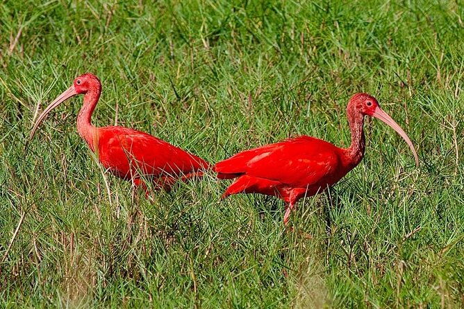 caroni-swamp-wildlife-tour